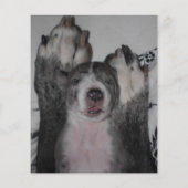 Welpe zum Verkauf Flyer Vorlagen (Hinten)