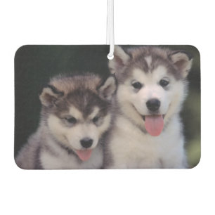 Welpen Air Freshener Autolufterfrischer
