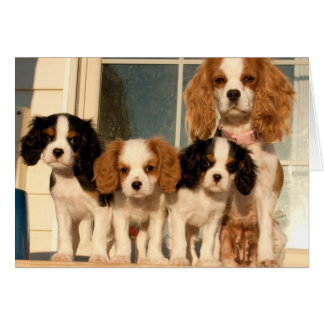 Welpen auf der Veranda