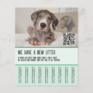 Welpen der Deutschen Dogge zu verkaufen Flyer