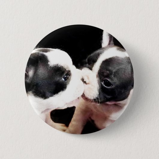 Welpen der französischen Bulldogge Button (Vorderseite)