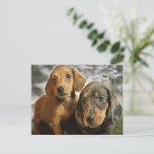Welpen der niedlichen Dackel (braun/schwarz) Postkarte (Stehend Vorderseite)