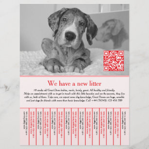 Welpen Flugblätter rot Flyer