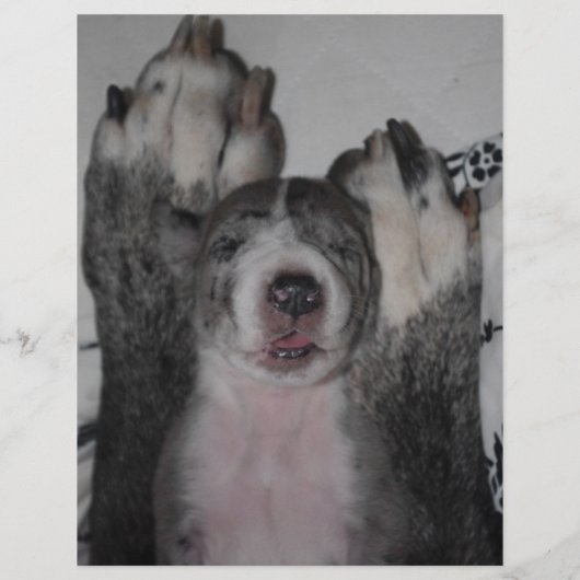 welpen Flyer (Hinten)