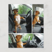 Welpen-Flyer Flyer (Hinten)