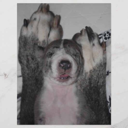 Welpen für den Verkauf Flyer Vorlage QR-Code (Hinten)