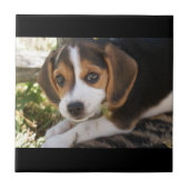 Welpen-HundeBeagle Fliese (Vorderseite)