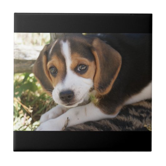 Welpen-HundeBeagle Fliese (Vorderseite)