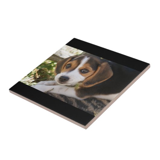 Welpen-HundeBeagle Fliese (Seite)