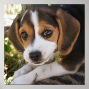 Welpen-HundeBeagle Poster