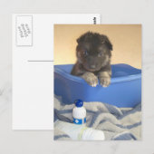 Welpen im Bad Postkarte (Vorne/Hinten)