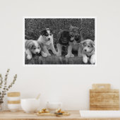 Welpen in Alaska 1921 Poster (Küche)