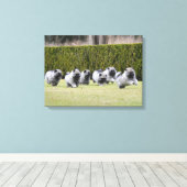 Welpen in Keeshond Leinwanddruck (Insitu (Holzboden))