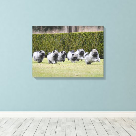 Welpen in Keeshond Leinwanddruck (Insitu (Holzboden))