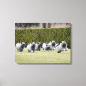Welpen in Keeshond Leinwanddruck (Vorderseite)