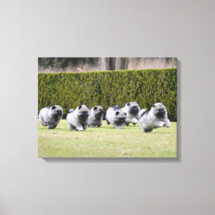Welpen in Keeshond Leinwanddruck