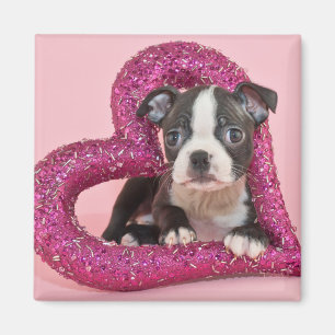 Welpen-Liebe Getty Bild- Magnet