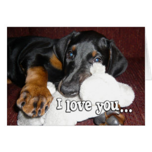 Welpen-Liebe - niedlicher Dobermannpinscher-Welpe