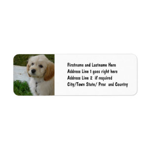 Welpen-Liebe - niedliches MaltiPoo HundeFoto