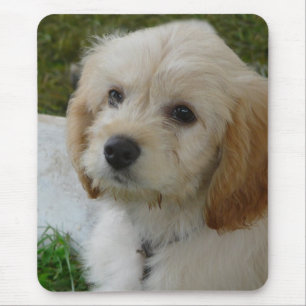 Welpen-Liebe - niedliches MaltiPoo HundeFoto Mousepad