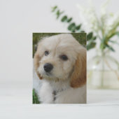 Welpen-Liebe - niedliches MaltiPoo HundeFoto Postkarte (Stehend Vorderseite)