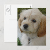 Welpen-Liebe - niedliches MaltiPoo HundeFoto Postkarte (Vorne/Hinten)