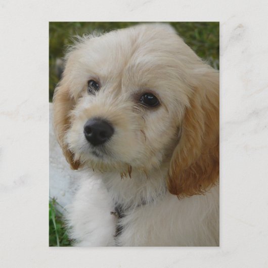 Welpen-Liebe - niedliches MaltiPoo HundeFoto Postkarte (Vorderseite)