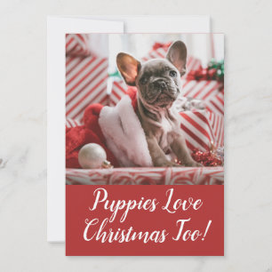 Welpen Liebe Weihnachten Französischer Bulldog