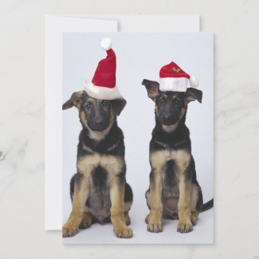Welpen mit Weihnachtsmannmützen Feiertagskarte (Vorderseite)