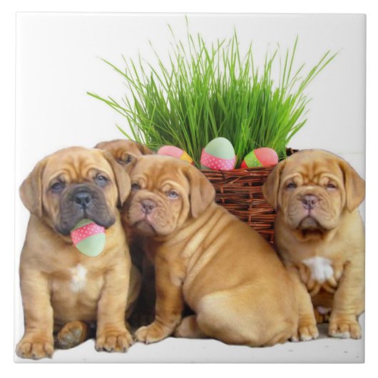Welpen Ostern Dogue de Bordeaux Fliese (Vorderseite)