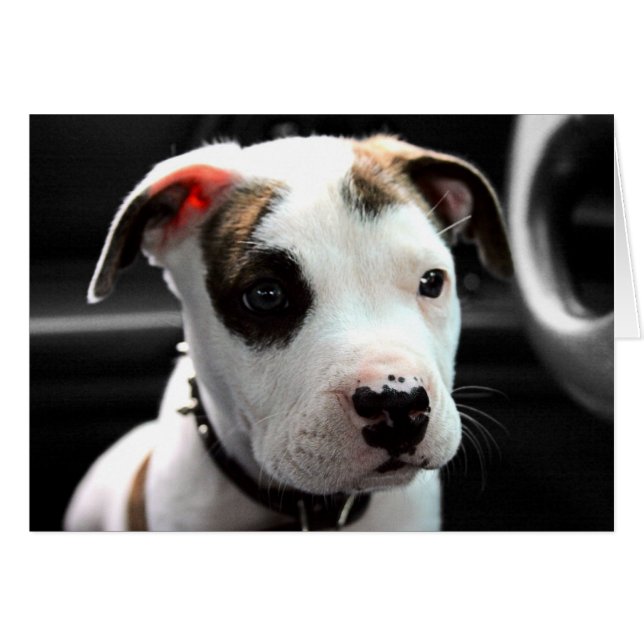 Welpen-Pitbull-förmiger Knochen (Vorderseite (Horizontal))