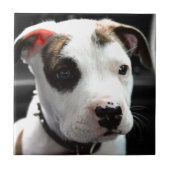 Welpen-Pitbull-förmiger Knochen Fliese (Vorderseite)