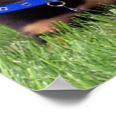 Welpen. Poster (Ecke)