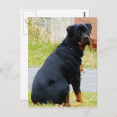 Welpen Postkarte (Vorne/Hinten)