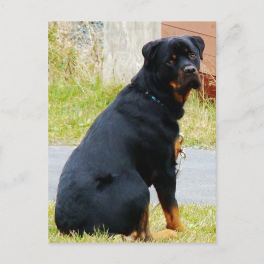 Welpen Postkarte (Vorderseite)