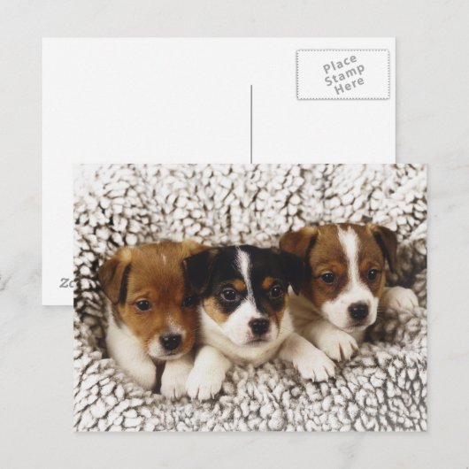 Welpen Postkarte (Vorne/Hinten)