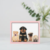 Welpen Postkarte (Stehend Vorderseite)