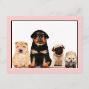 Welpen Postkarte