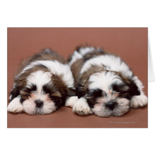 Welpen Shih Tzu