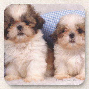 Welpen Shih Tzu unter einer überprüften Decke Getränkeuntersetzer