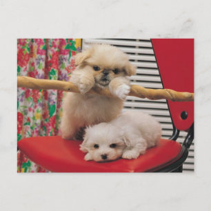 Welpen spielen postkarte