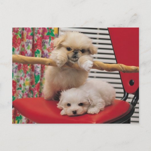 Welpen spielen postkarte (Vorderseite)