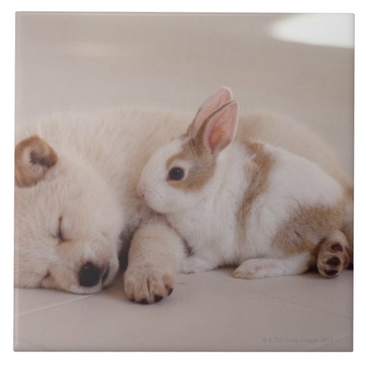 Welpen und Kaninchen Fliese (Vorderseite)