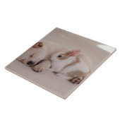 Welpen und Kaninchen Fliese (Seite)