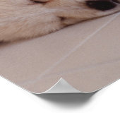 Welpen und Kaninchen Poster (Ecke)