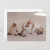 Welpen und Kaninchen Postkarte (Vorne/Hinten)