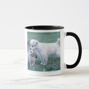 Welpen-und Schmierölniederdruck-Ohr-Kaninchen auf Tasse