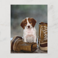 Welpen und Stiefel