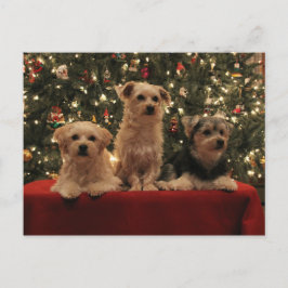 Welpen-Weihnachtspostkarte 1 Feiertagspostkarte