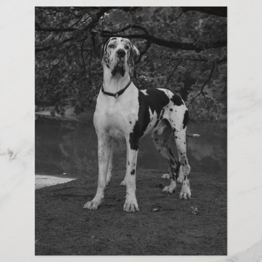 Welpen zum Verkauf Flyer mit QR-Code (Rückseite)